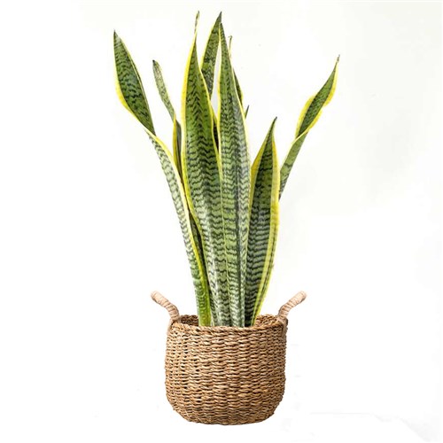 Paşa Kılıcı (Sansevieria Laurentii) Hasır Saksılı