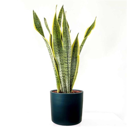 Paşa Kılıcı (Sansevieria Laurentii) Ruby