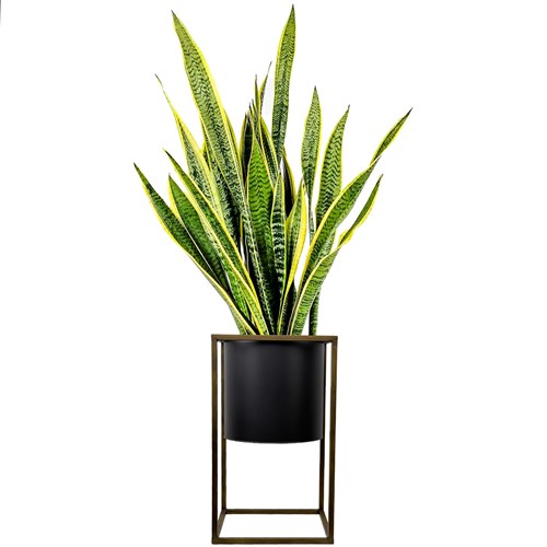 Paşa Kılıcı XL (Sansevieria Laurentii) Ayaklı Siyah Metal Saksılı