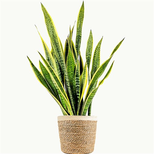 Paşa Kılıcı XL (Sansevieria Laurentii) Hasır Saksılı