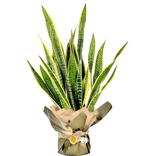 Paşa Kılıcı XL (Sansevieria Laurentii) Hediye Paketli