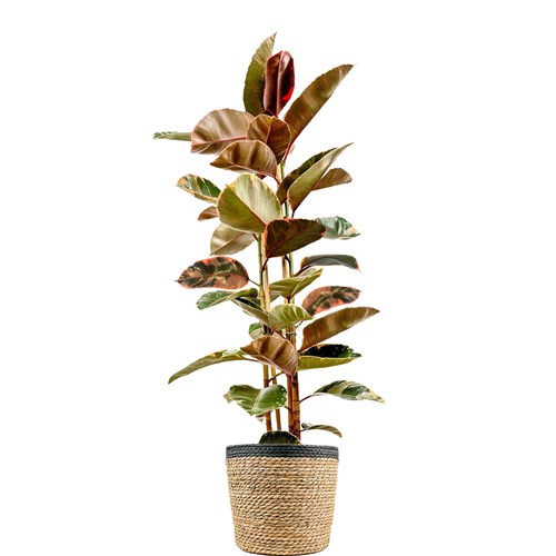 Pembe Alacalı Kauçuk - 2 Gövdeli - XL (Ficus Elastica Belize) Hasır Saksılı
