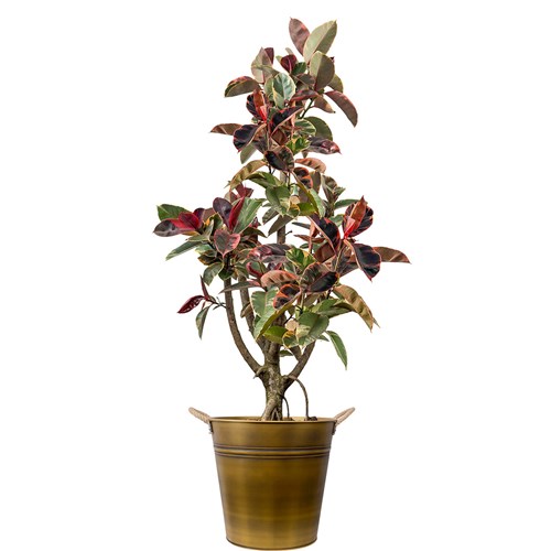 Pembe Alacalı Kauçuk (Ficus Elastica Belize) Gold Metal Saksılı