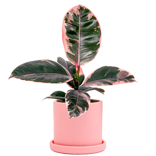 Pembe Alacalı Kauçuk Mini (Ficus Elastica Belize) Ruby