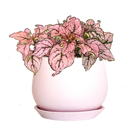 Pembe Hostes Çiçeği (Hypoestes) Curvy