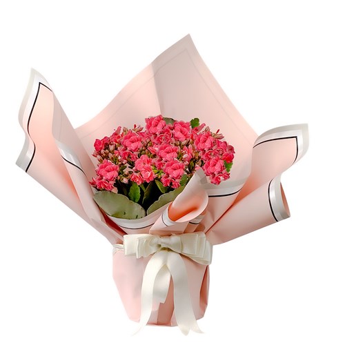 Pembe Kalanşo (Kalanchoe) Hediye Paketli