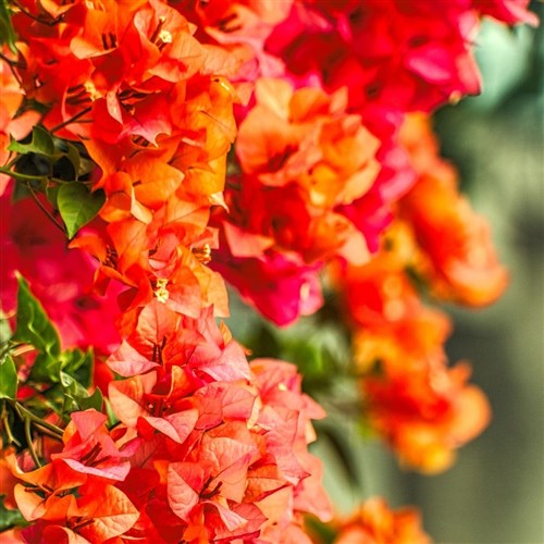 Pembe-Turuncu Begonvil Sarmaşığı (Bougainvillea)