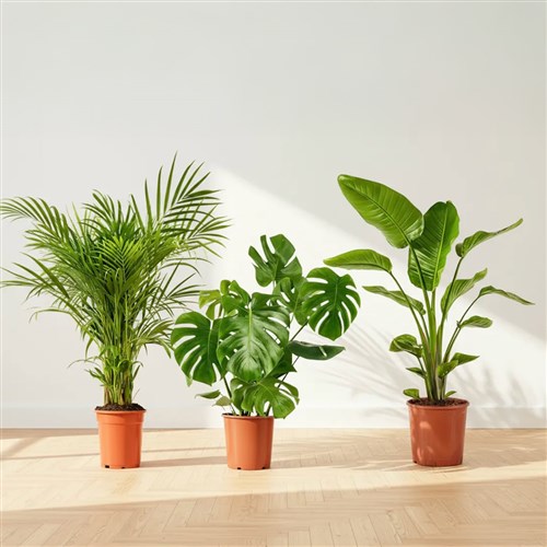 Popüler Salon Bitki Seti 2 ( Areka Palmiyesi - Starliçe - Deve Tabanı )