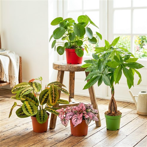 Popüler Salon Bitki Seti 5 ( Pilea - Örgülü Para Ağacı - Dua Çiçeği - Fittonia )