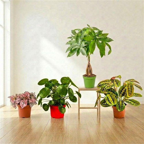 Popüler Salon Bitki Seti 5 ( Pilea - Örgülü Para Ağacı - Dua Çiçeği - Hostes Çiçeği )