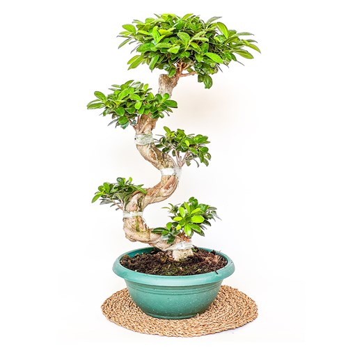 S Bonsai Large (Ficus Ginseng)