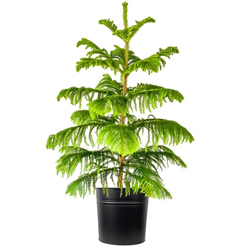 Salon Çamı (Araucaria Heterophylla) Metal Saksılı