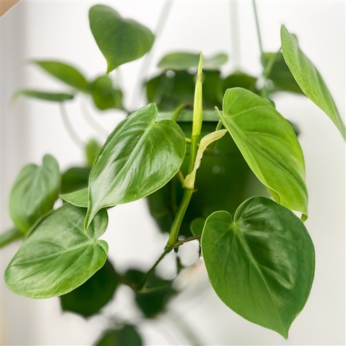 Salon Sarmaşığı (Philodendron Scandens) Askılı Saksılı