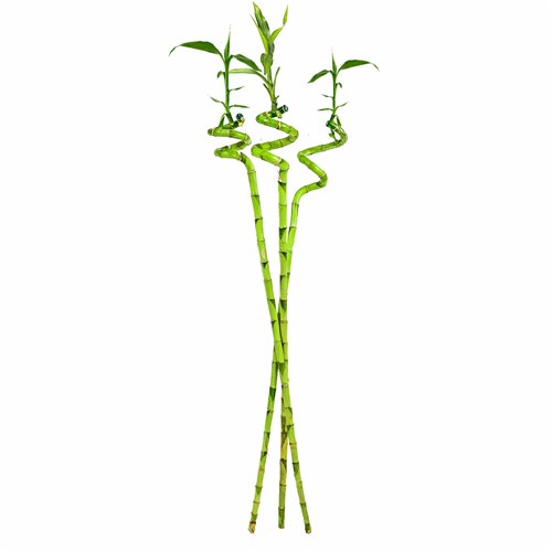 Şans Bambusu (Dracaena Lucky Bamboo) 3'lü 80 cm