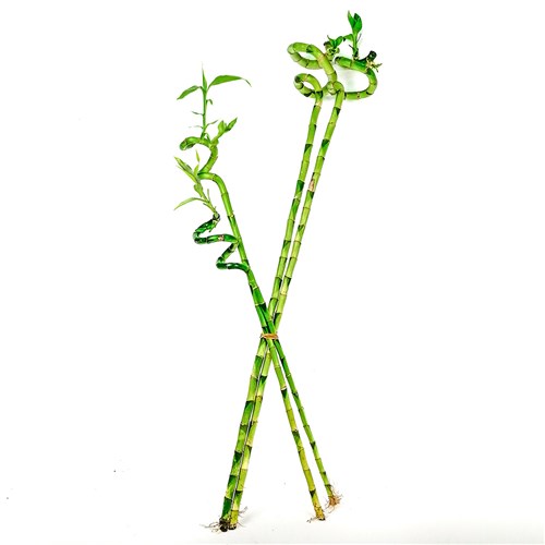 Şans Bambusu (Dracaena Lucky Bamboo) Set