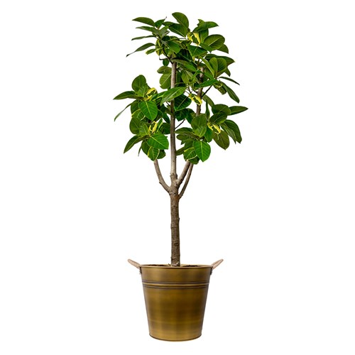 Sarı Alacalı Kauçuk (Ficus Elastica Altissima) Gold Metal Saksılı