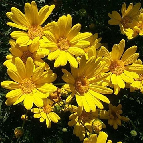 Sarı Papatya (Euryops Pectinatus)