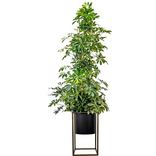 Şeflera (Schefflera) Ayaklı Siyah Metal Saksılı