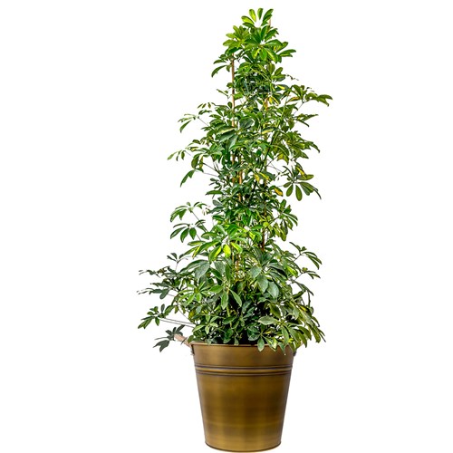 Şeflera (Schefflera) XL Gold Metal Saksılı