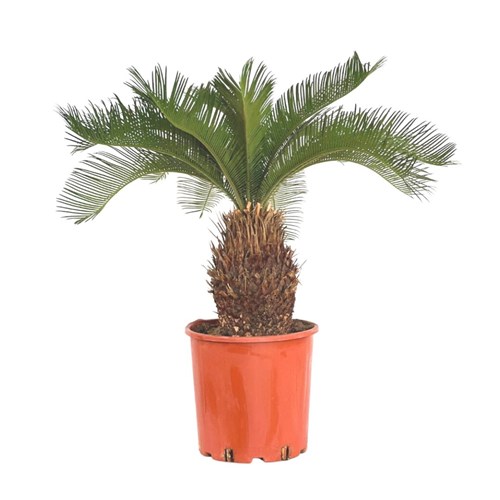 Sikas Japon Palmiyesi ( Cycas Revoluta) Large