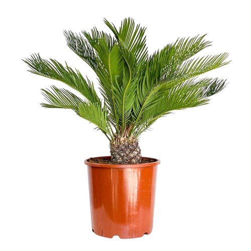 Sikas Japon Palmiyesi ( Cycas Revoluta) Medium