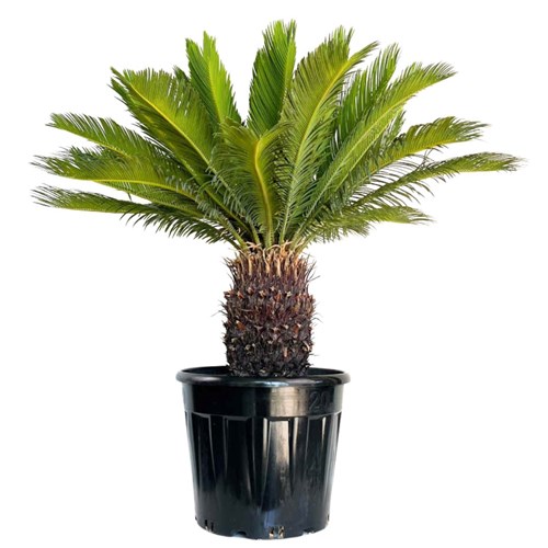 Sikas Japon Palmiyesi (Cycas Revoluta) Premium
