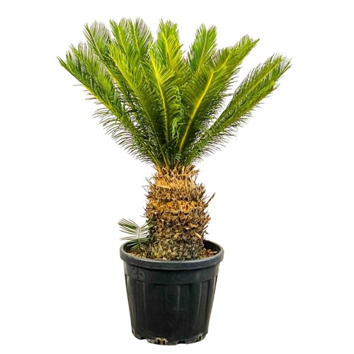 Sikas Japon Palmiyesi (Cycas Revoluta) XXL