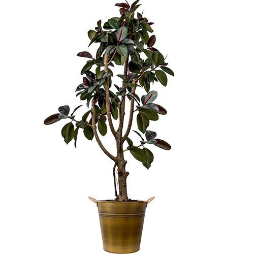 Siyah Kauçuk (Ficus Elastica Burgundy) Gold Metal Saksılı