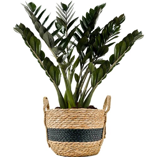 Siyah Zamia Large (Zamioculcas Zamiifolia) Hasır Saksılı