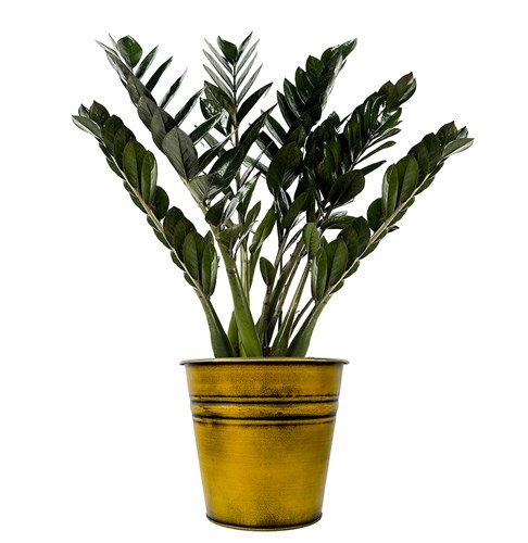 Siyah Zamia Large (Zamioculcas Zamiifolia) Metal Saksılı