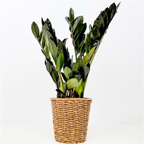 Siyah Zamia Mini (Zamioculcas Zamiifolia) Hasır Saksılı