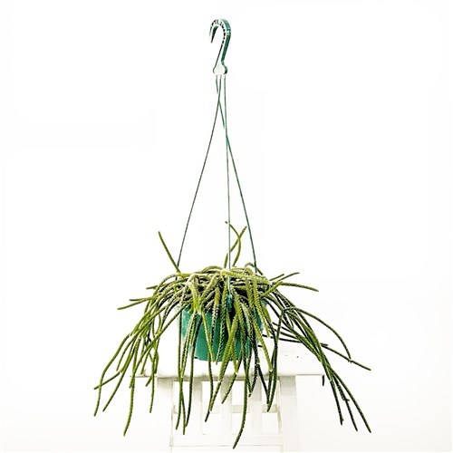 Spagetti Kaktüs (Rhipsalis Pilocarpa) Askılı Saksılı