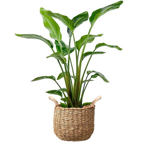 Starliçe Large (Strelitzia Nicolai) Hasır Saksılı