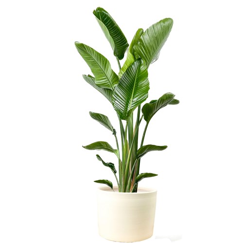 Starliçe XL (Strelitzia Nicolai) Ruby