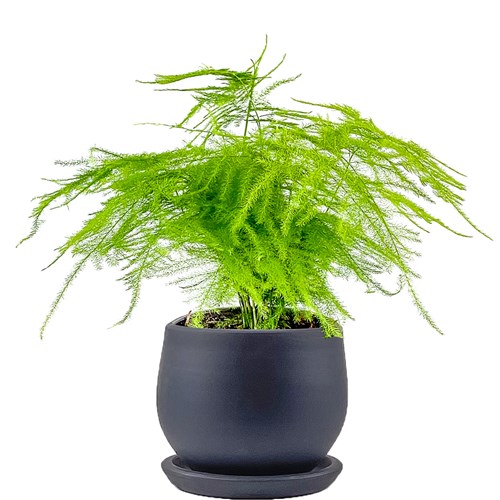 Tül Kuşkonmaz (Asparagus Setaceus) Curvy