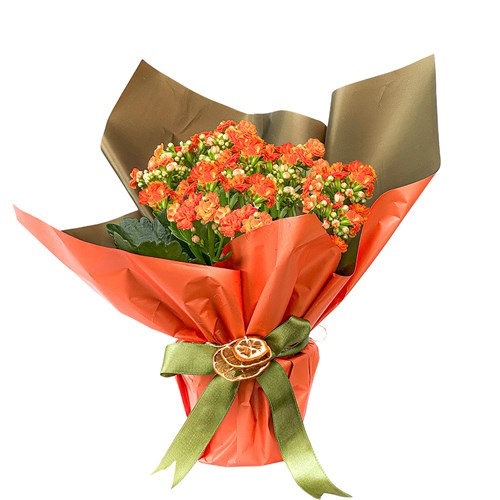 Turuncu Kalanşo (Kalanchoe) Hediye Paketli