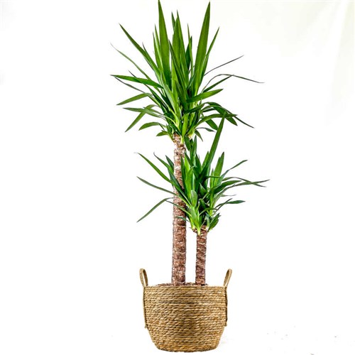 Yuka 2 Gövdeli (Yucca Massengena) Hasır Saksılı