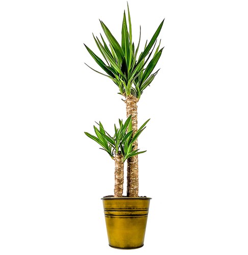 Yuka 2 Gövdeli (Yucca Massengena) Metal Saksılı