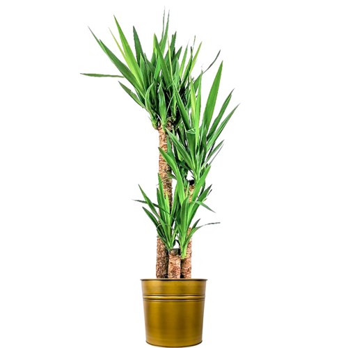 Yuka 3 Gövdeli (Yucca Massengena) Metal Saksılı