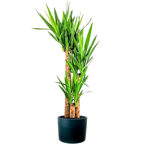 Yuka 3 Gövdeli (Yucca Massengena) Ruby