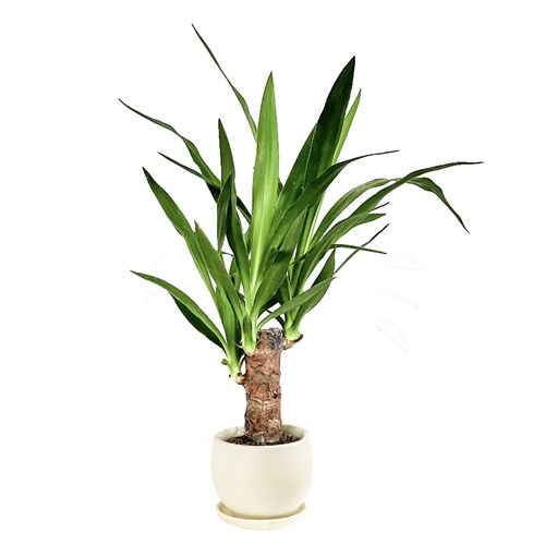 Yuka (Yucca Massengena) Curvy