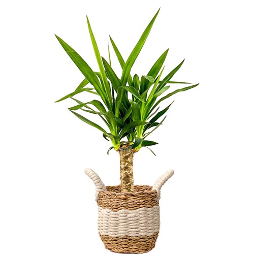 Yuka (Yucca Massengena) Hasır Saksılı
