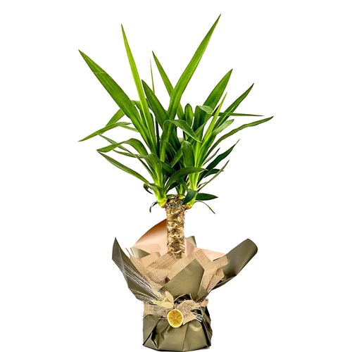 Yuka (Yucca Massengena) Hediye Paketli
