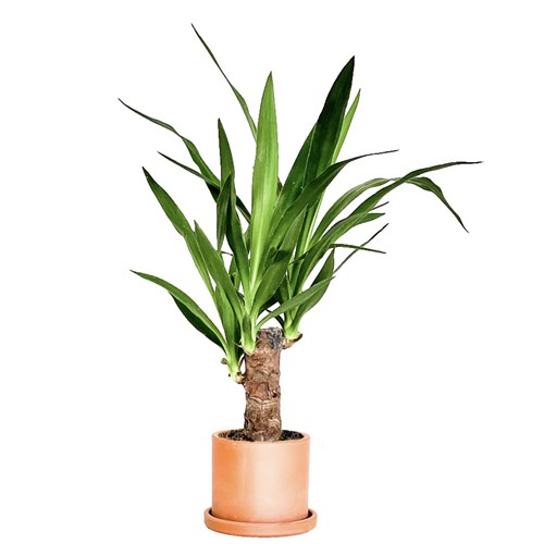 Yuka (Yucca Massengena) Ruby
