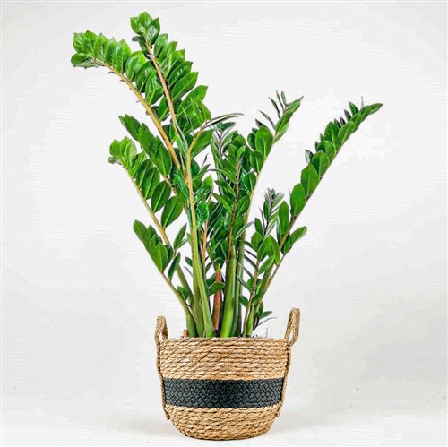 Zamia Large (Zamioculcas Zamiifolia) Hasır Saksılı