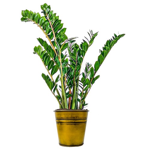 Zamia Large (Zamioculcas Zamiifolia) Metal Saksılı