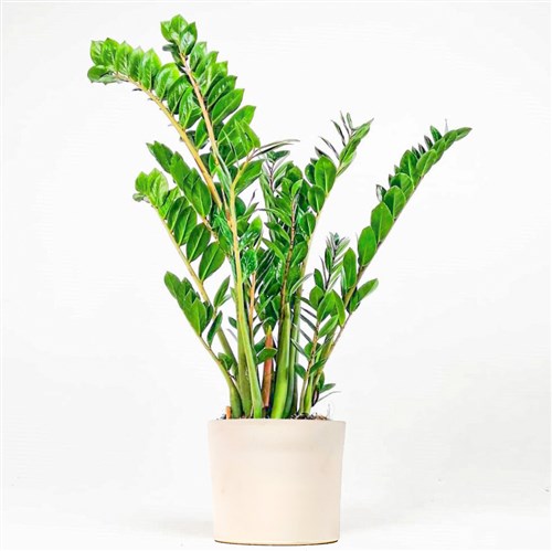 Zamia Large (Zamioculcas Zamiifolia) Ruby