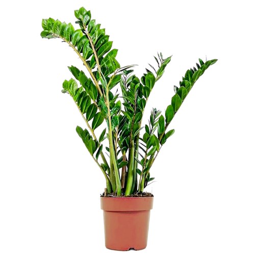 Zamia Large (Zamioculcas Zamiifolia)