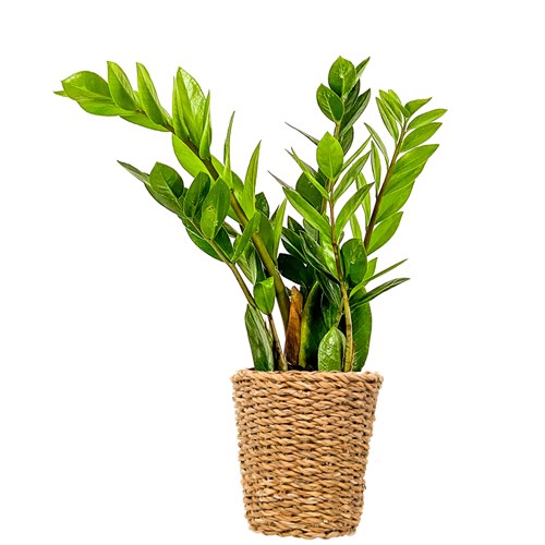 Zamia Mini (Zamioculcas Zamiifolia) Hasır Saksılı