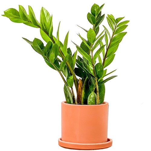 Zamia Mini (Zamioculcas Zamiifolia) Ruby